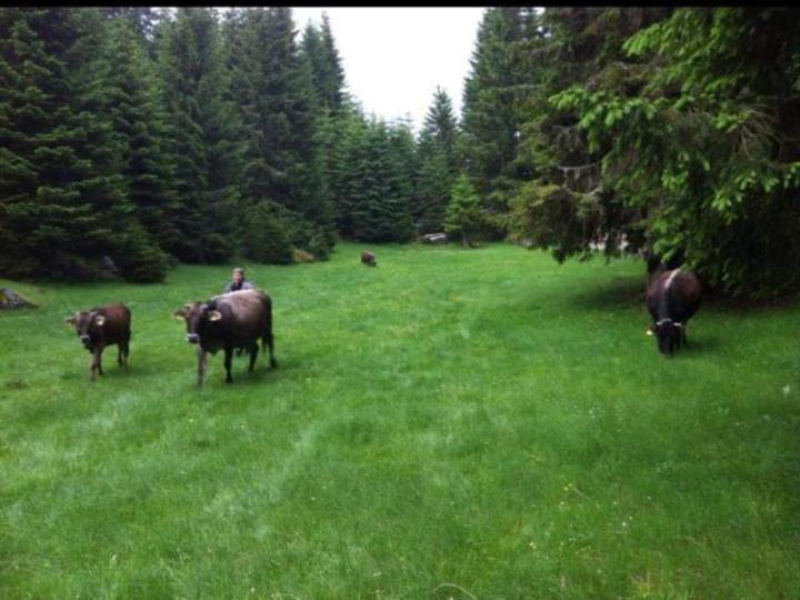 Isov Ranch Villa Плав Екстериор снимка